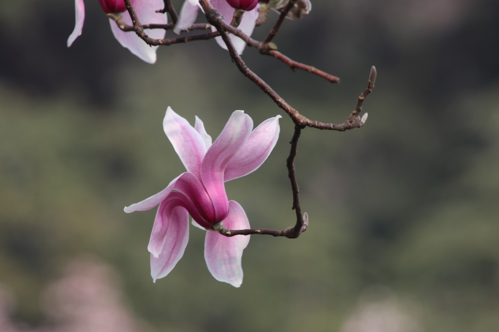行走江苏 南京连日春暖 雨花台宝华玉兰绽放