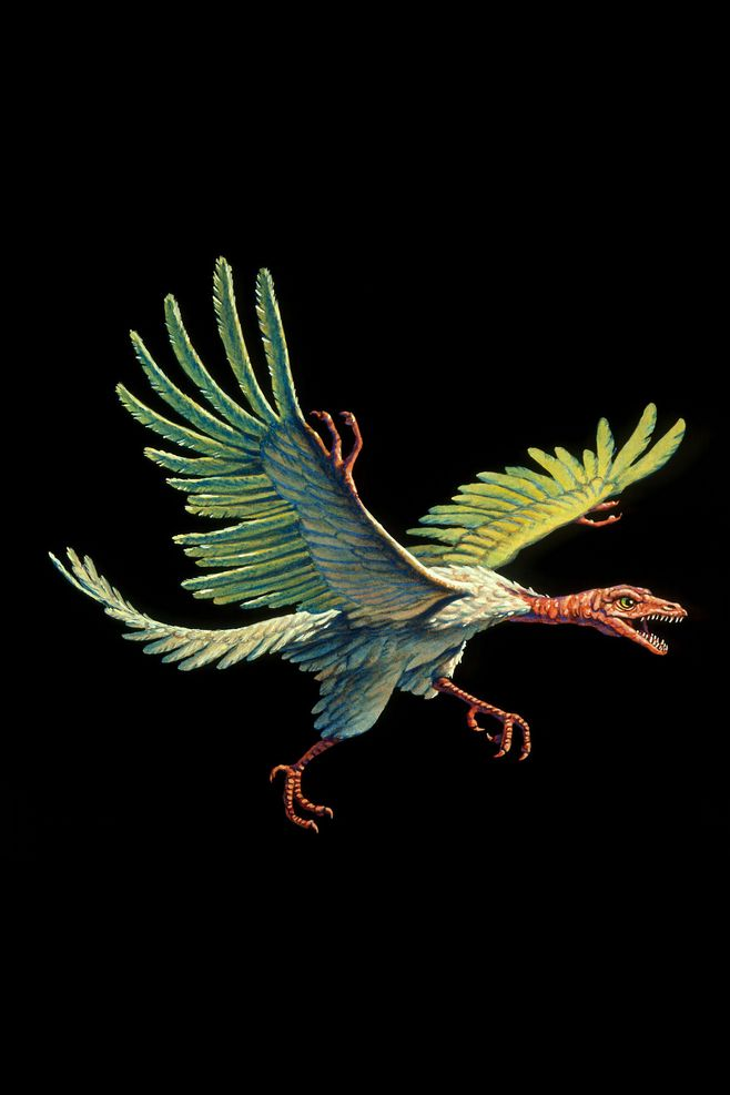 始祖鸟|?关于始祖鸟的10个事实，著名的“恐龙鸟”