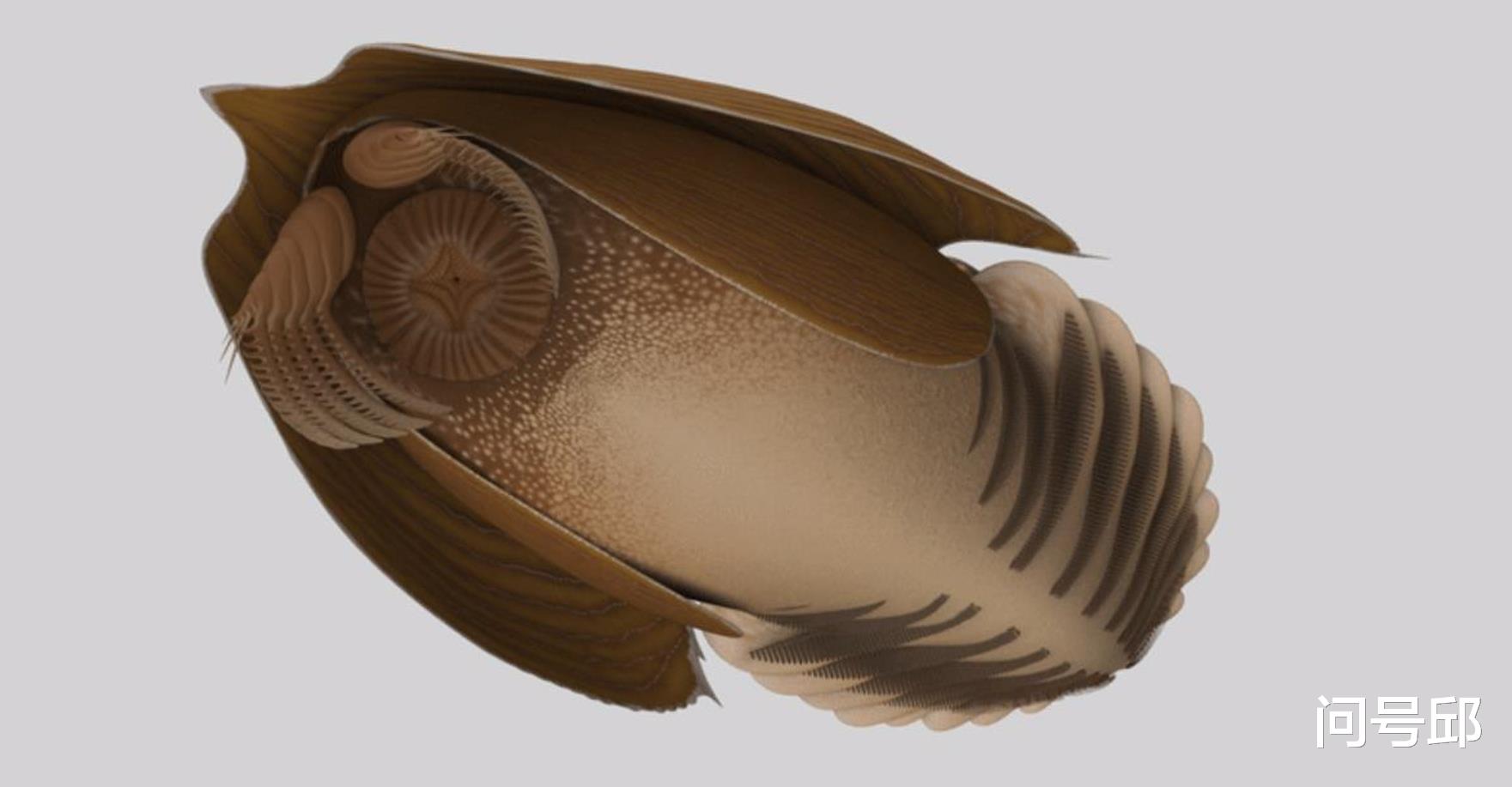  戴头盔的寒武纪生物，捕食时像吸尘机器人一样横扫猎物吸进嘴里