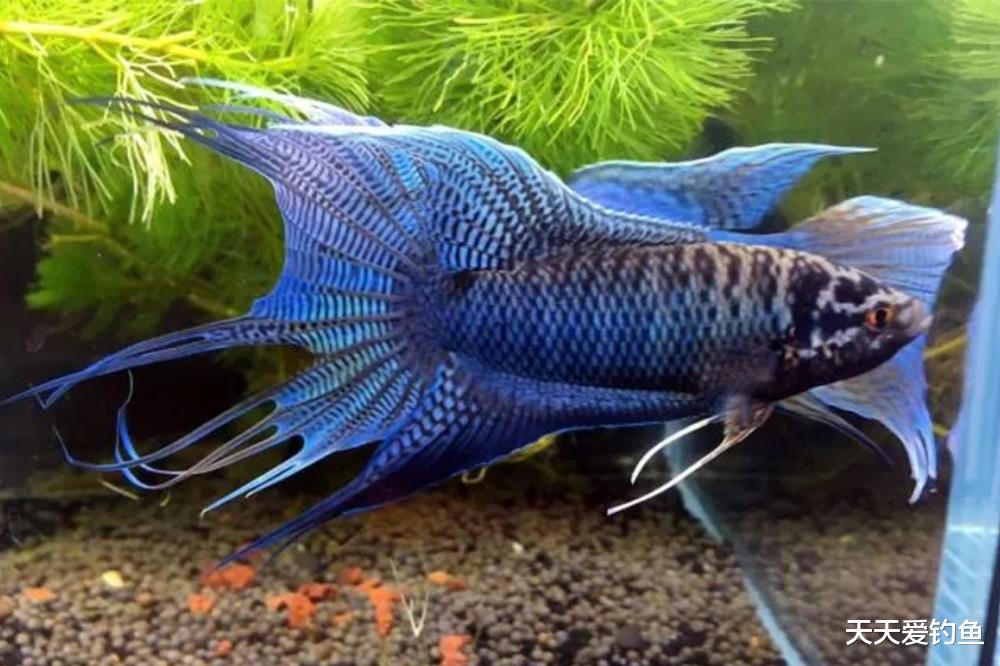 |这鱼当年河沟、稻田中常见，现在难得一见，甚至沦落成饲料鱼