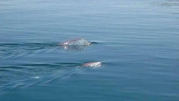  龙到底长啥样，藏在深海中？据说它不靠肺呼吸，即使见了也不认识