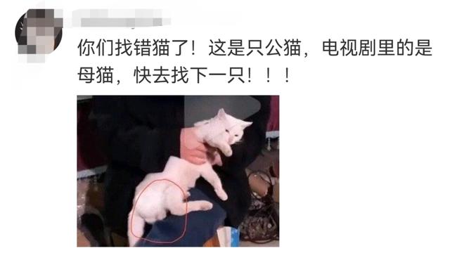 小猫是被电死的?剧组紧急回应:我们报案了
