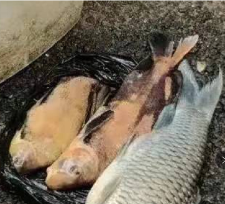 |商贩当街售卖国保动物胭脂鱼引来执法者, 网友: 日子越来越有判头了