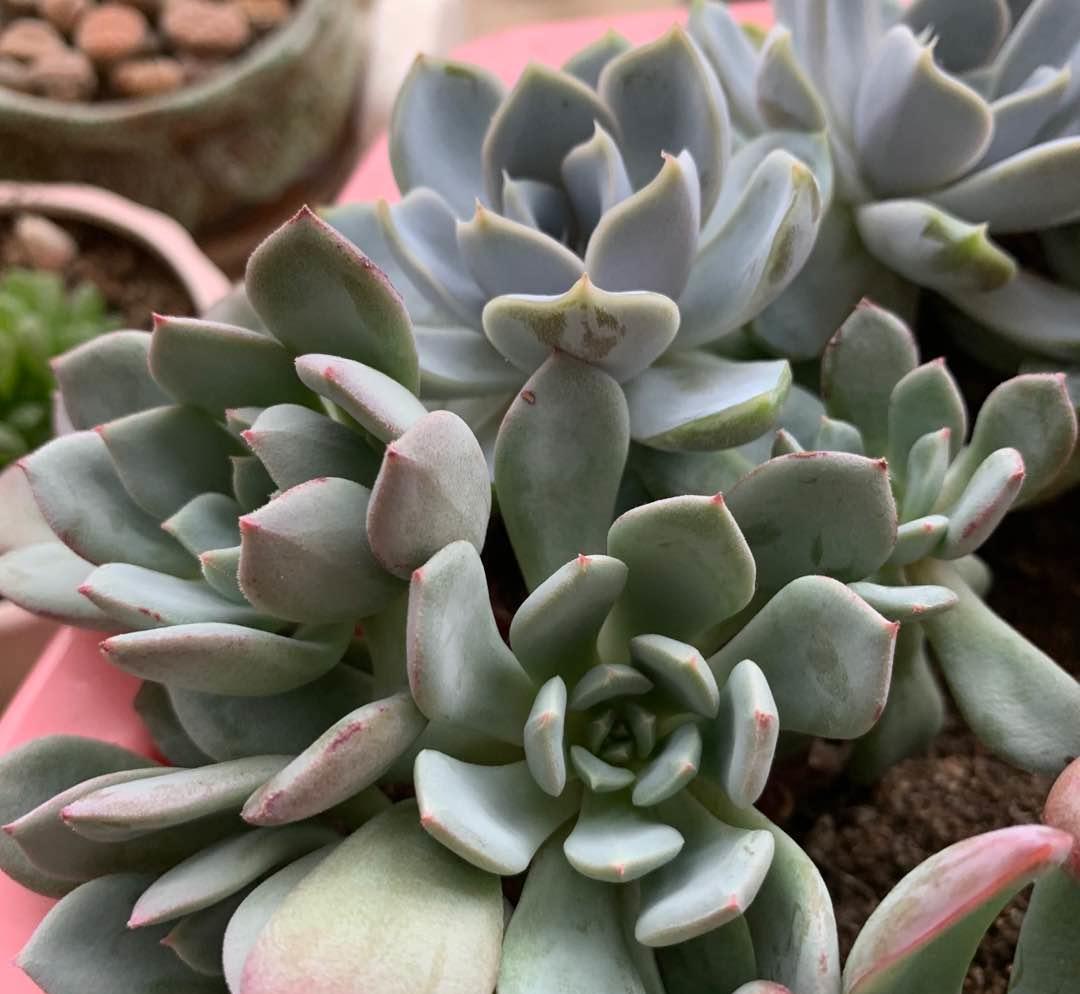 说说家装那点事儿|关于多肉，很多人又菜又爱玩，养死多肉不要紧，慢慢总结经验