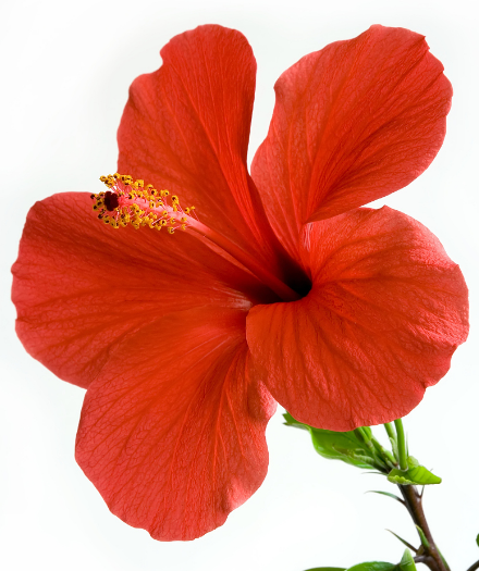 星临天下|到了7月底，吉星照耀，4属相福星庇佑，事业步步高升，日子红火