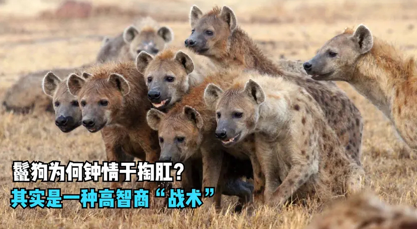 鬣狗 鬣狗为啥那么残忍喜欢掏肛？人在野外遇见，蹲下捡石打它管用吗？