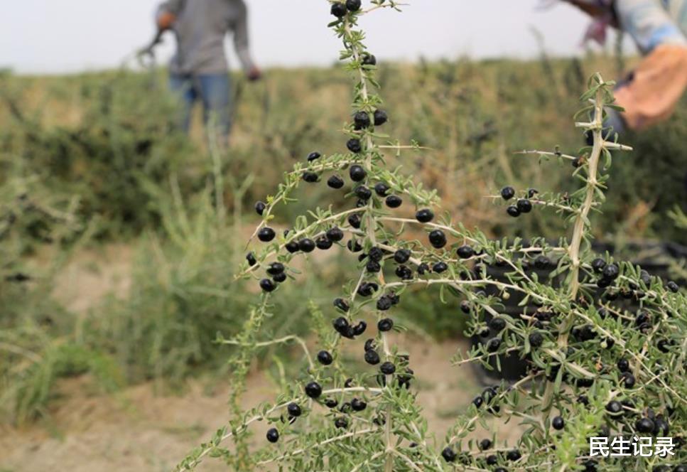 黑枸杞|从草鸡到凤凰,黑枸杞是如何火起来的?