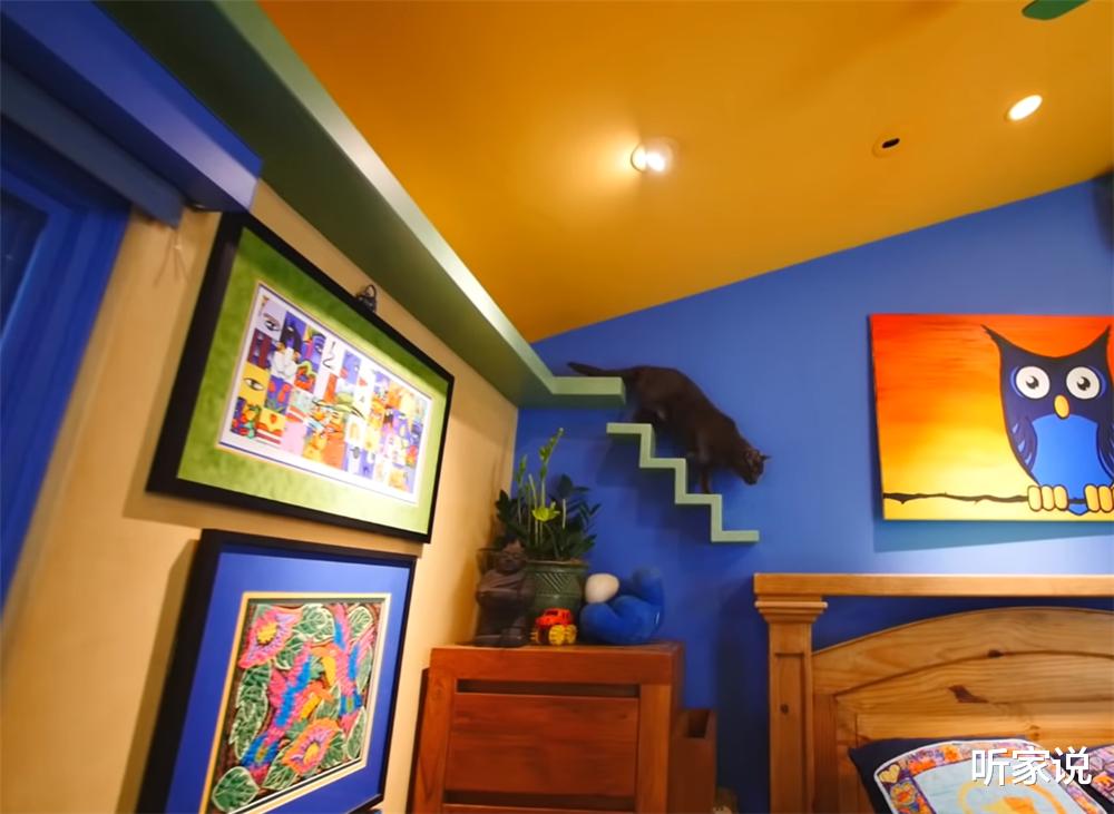 听家说|土豪壮汉养22只猫咪,为猫主子将别墅变成猫乐园,网友:太治愈了