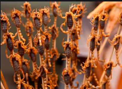 蝎子 它们求偶时手牵手浪漫地跳起了双人舞，你能猜到是谁吗？