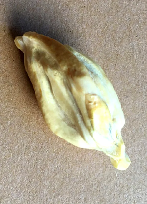 文玩|钓鱼与文玩居然是双重快乐