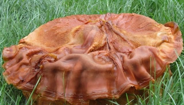  太岁是什么东西，为何它的价格那么高，传言可长生不老是真的吗?