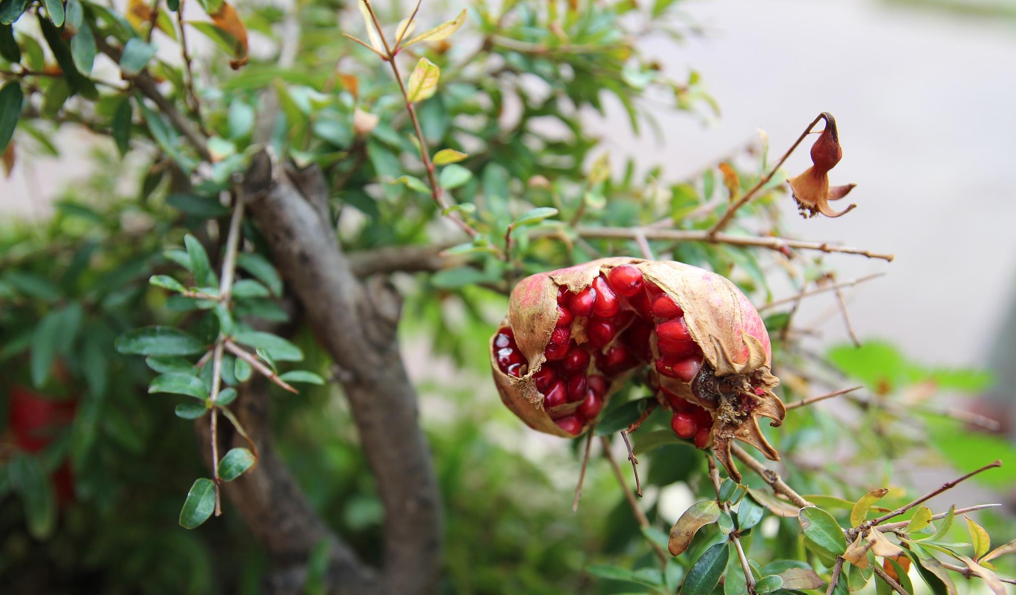 时尚家居TRENDS|夏季多雨石榴想高产，防“裂果”是关键，防涝排水不能少！