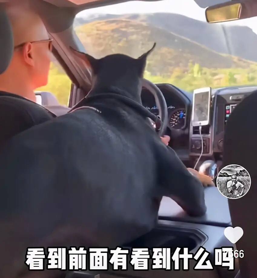 乐嘉|强吻谢娜辱骂金星遭“封杀”，乐嘉开豪车买名犬，比从前还潇洒？