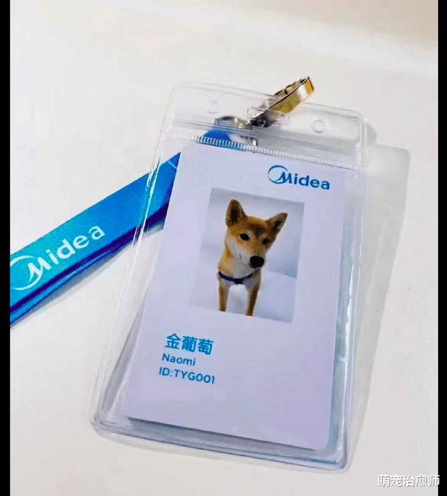 朱丹|上班第一天在办公室看见一只狗,还是在职入编的,真连狗都不如!