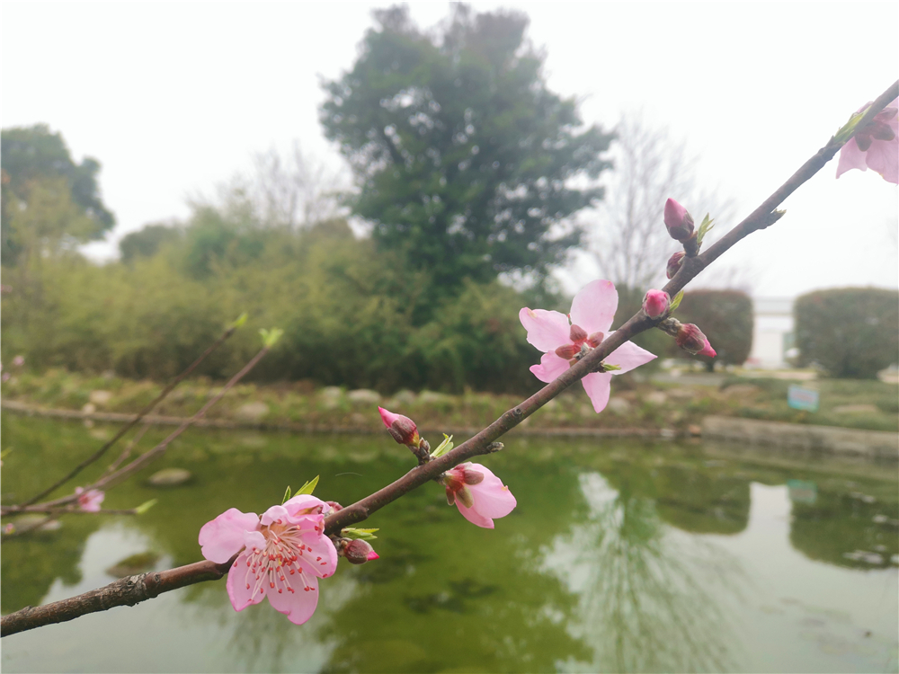 吉安大视界 美丽吉安：城南市民广场 姹紫嫣红春意浓