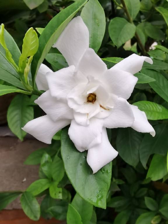 6种植物自带香气，家里种上一盆，简直就是“活香水”