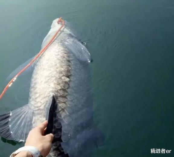 鳊鱼|我坚守水库222天，钓到105斤大青鱼，一个湘妹子要跟我结婚生子