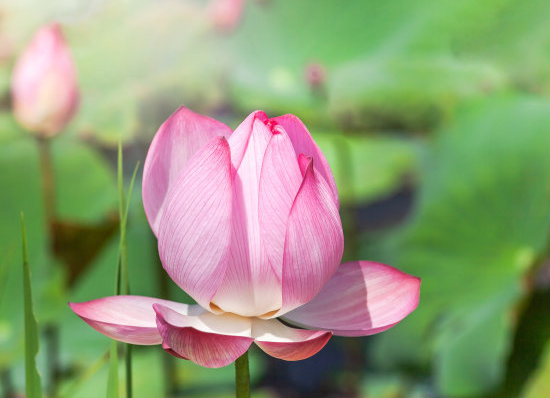 星临天下|到7月上旬，鸿运八方来，4属相吉星傍身，事业爱情双丰收