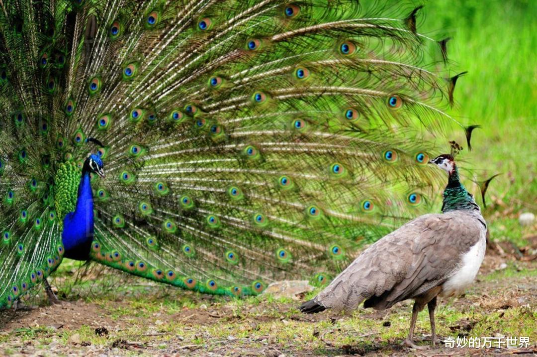眼妆 孔雀尾屏上的“眼妆斑”,长时间盯着看,容易让人犯晕
