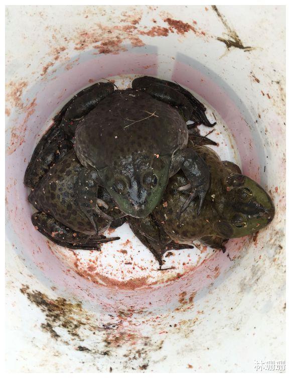 |大水之后，一群大嘴怪出现在河中，本地渔夫：鱼快被吃完了