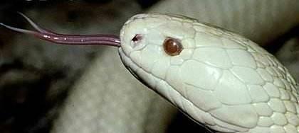 章鱼 世界上最恐怖的动物,多吸几口,成年人很可能就因为失血过多而身亡了