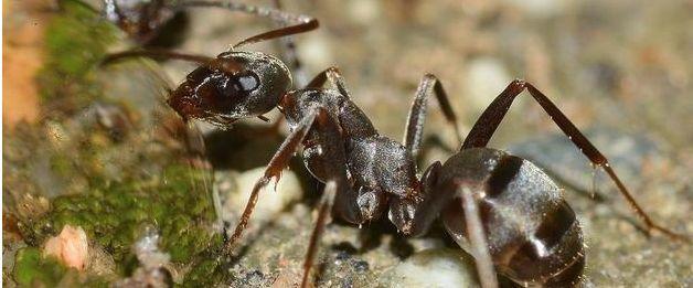 奇闻烩谈 亚马逊河流域10大令人闻风丧胆的动物，小小“牙签鱼”让人后怕