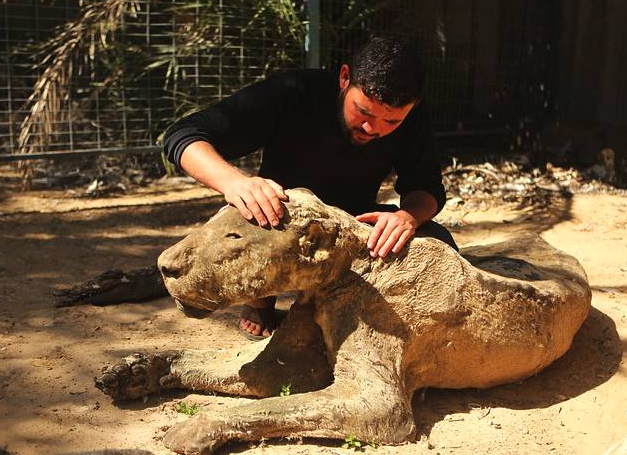 木乃伊 大量动物被制成木乃伊，科学家CT扫描后，才知有多残忍