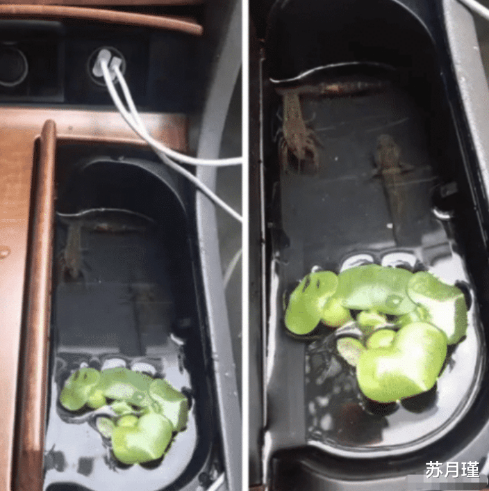 |“上班开车时看见的,老婆说是女儿干的,我该怎么办?”