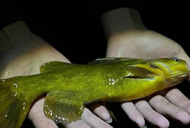 湖北|湖北钓友夜钓,浑然不觉水底有尸体,钓友:第二天浮上来才知道