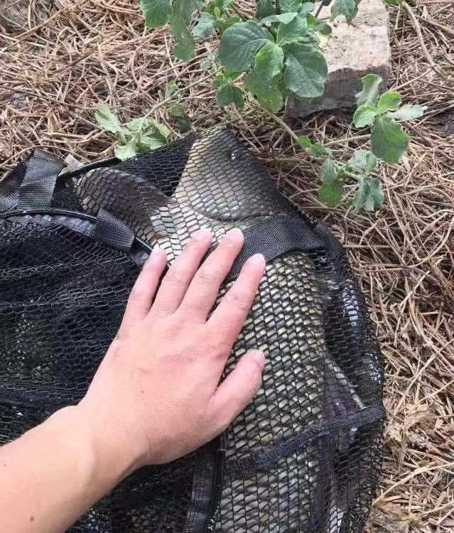 |鲤鱼太狡猾不咬钩？下次记得用上这招，它再狡猾也会忍不住咬钩