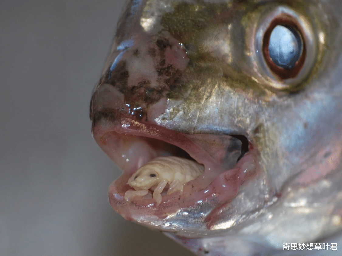 节肢动物 生活中最恐怖的寄生虫，把宿主当傀儡，榨干宿主之后令其自尽！