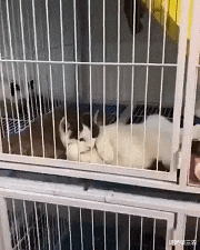 诗涵谈三农 “爸妈朋友家的三个女儿，让我选一个当老婆，大家觉得选哪一个比较好？”