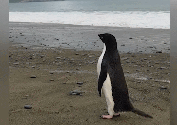 企鹅一上岸，这里竟不是南极…
