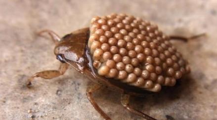 昆虫 河边长得像“金针菇”的植物，其实是一种昆虫，小心被别被咬了