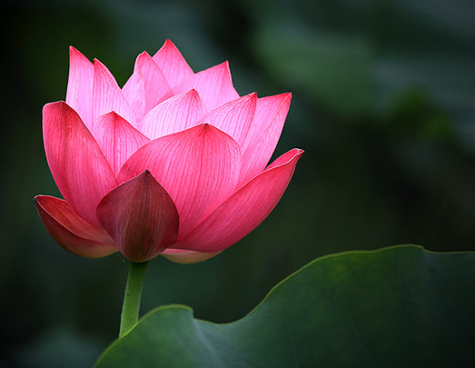 星临天下|9月份开始 ，喜事临门，4属相财星高照，事业红火，心想事成