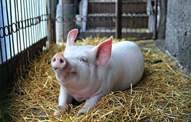 送历史个救生圈 2200斤猪王突现江湖！躲过四次屠刀，央视专门拜访，晚年皈依佛门