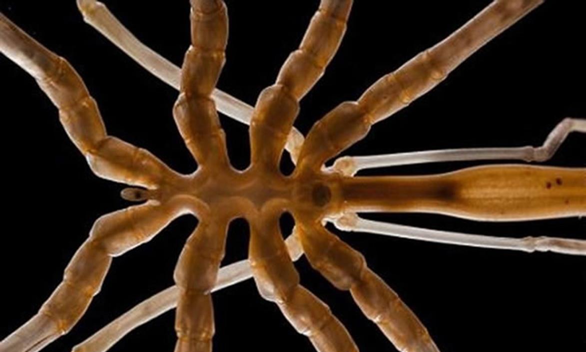 南方古猿 海蜘蛛花5亿年时间，证明一个道理：“只要足够废物，就没天敌”