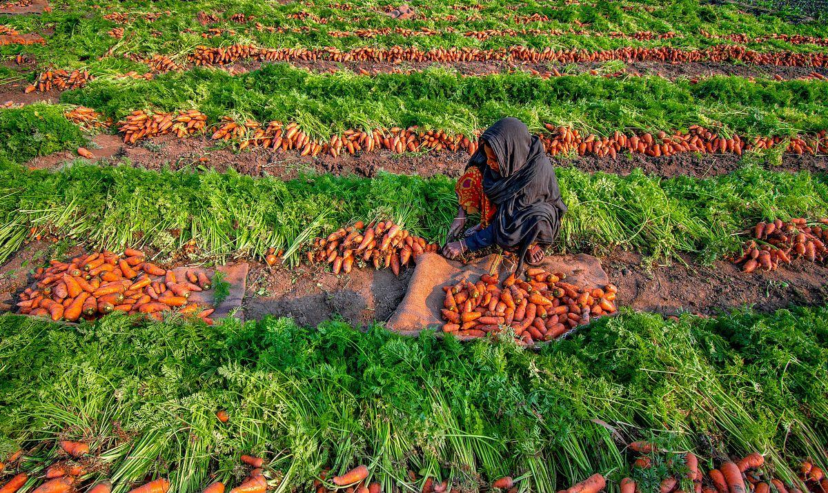 老话说:“小雪收菜,不收冻坏”,小雪节令究竟有哪些蔬菜可收?