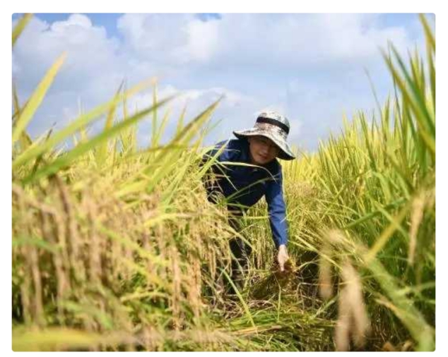 太空育种 中国的“太空稻”开始收割！稻粒长约1厘米，我们多久能吃上？