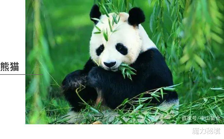 魔力秘境|萨满力量动物详解:水獭、猫头鹰