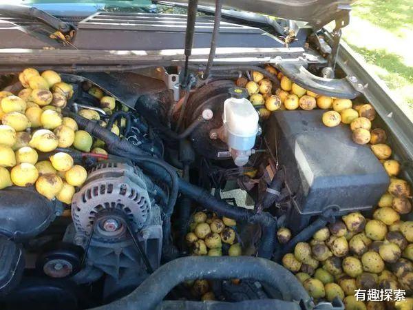 dpp|冬天还怎么过!松鼠辛苦攒的140斤核桃全没了,食物为何藏车里?