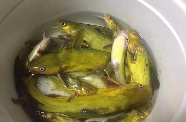 智商税|四川一河道黄辣丁“大爆发”，老乡：3小时钓一盆，大的1斤多