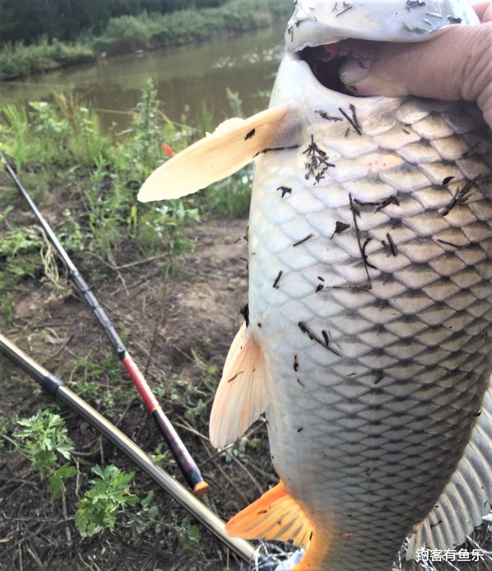 饵料|野钓鲤鱼，有鱼跳有鱼腥却不吃饵，其实这几方面有问题
