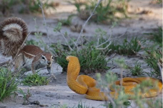 眼镜王蛇 眼镜王蛇和眼镜蛇有何不同？它们真的没有天敌吗？竟能毒死大象？