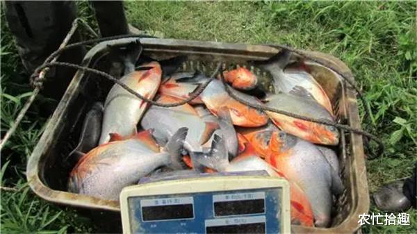 食人鱼 凶猛堪比食人鱼，却被养废掉，如今成“垃圾鱼”，市场难见到