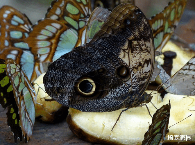 蛋白质 猫头鹰环蝶的“恐吓”能力——蛹期伪装成毒蛇,成蝶伪装成猫头鹰