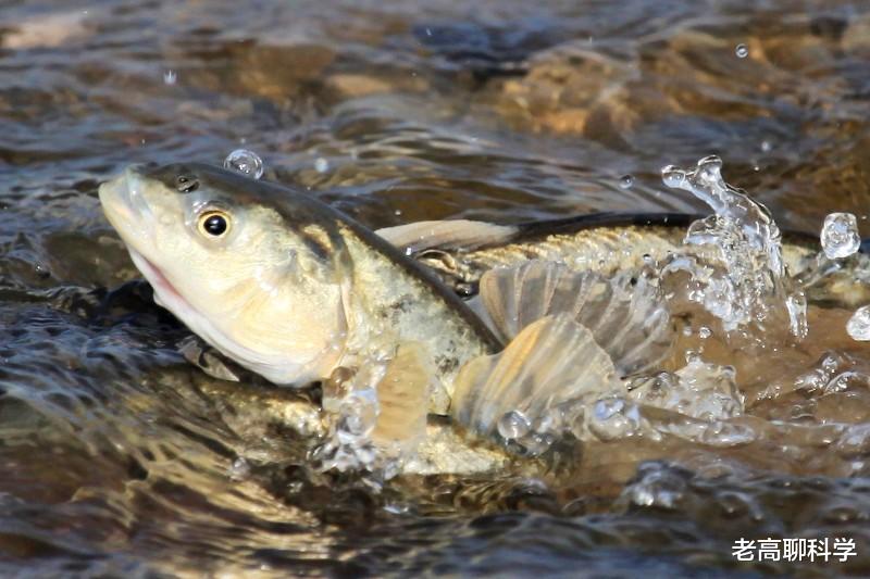 湟鱼 为什么西藏有5亿公斤高原裸鲤，无人敢捕捞，青海却吃得差点绝产
