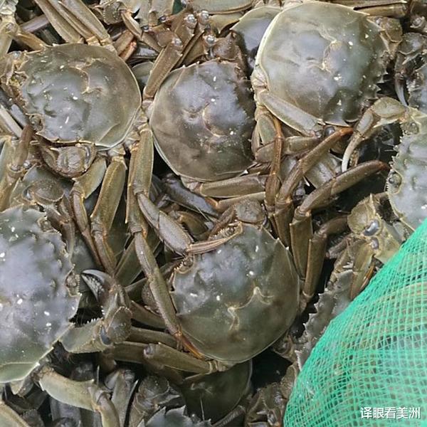 “史上最糟糕的情况”,成千上万的海洋生物冲上英国海滩