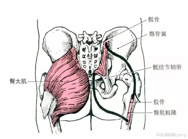 体态训练师curry|澳洲“蜜桃女神”！还是一个法律在读生，就拥有焦糖色S身段！