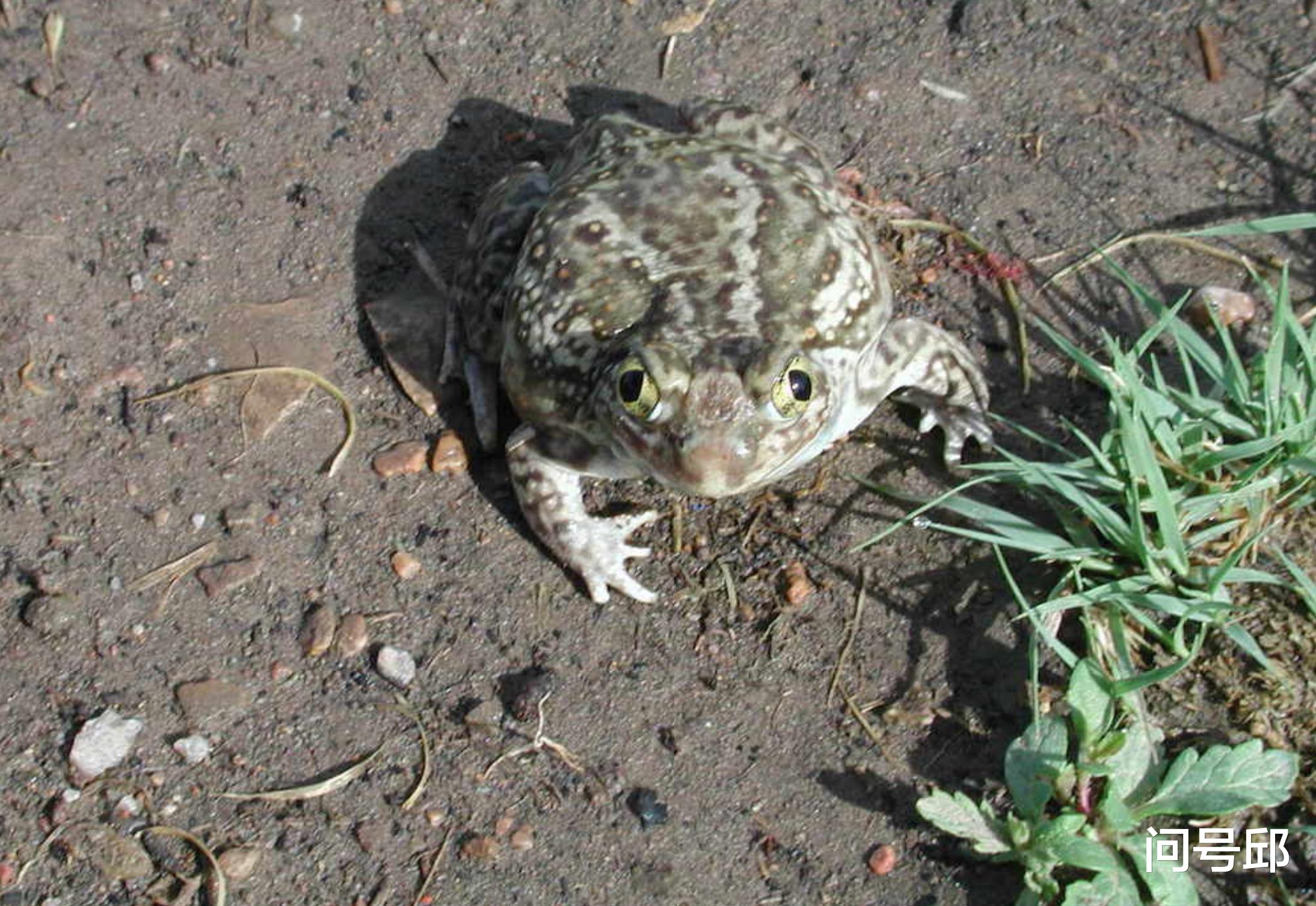 蟑螂 动物王国里奇怪的6种动物，它们的心脏不止一颗